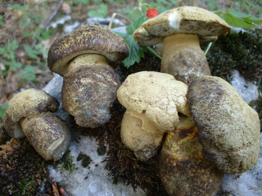 boletus albidus?
